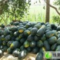 山东临清丰抗3：先锋杨先生