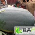 东明西瓜大量上市龙卷风，黑美人，丰收3，庆红宝