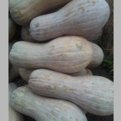 湖北嘉鱼小果南瓜：潘家湾刘国杰