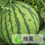 江苏新沂8424大棚西瓜