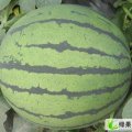 湖北钟祥黑皮无籽：伍庙茹玉龙
