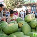 山东东明绿之秀，珍布思：东明集殷银仓