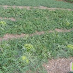 甘肃会宁金城5号：土高乡李长春