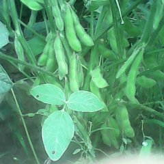 山东郯城日本青 开心绿：红花镇小岳