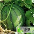 河北安新京欣：杨孟庄刘先生
