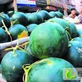 湖北松滋黑皮无籽：八宝镇杨启富