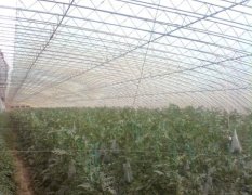 承接温室（大棚）基地建设工程