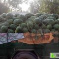 开封市永兴乡张鸿鸣供应有籽.无籽西瓜