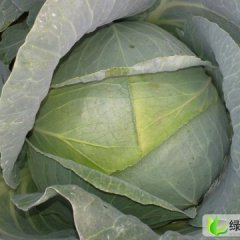 山东安丘春玉甘蓝：山口村张万顺