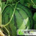 山西忻府新红宝：北义井罗建宇