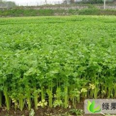 宁夏西吉美国西芹：西吉县李勇