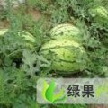 河北邱县京欣：留古村张先生