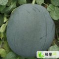 湖北枝江洞庭1号：百里洲付兴山