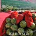 宁夏中卫 中宁硒砂瓜热卖中