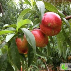 2013山东蒙阴蜜桃7月10日最新报价