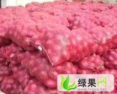 河北藁城红皮洋葱：邓世川