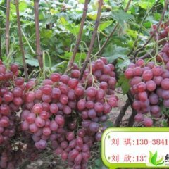 河北饶阳红无核：王岗村艾功