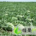 陕西大荔冠龙西瓜量大