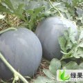 湖北百里洲洞庭无籽西瓜，要多少有多少！（已卖完）