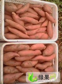 河北雄县商薯19红薯：大魏庄蒋先生