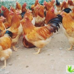 河南舞阳公鸡：莲花镇薛全民