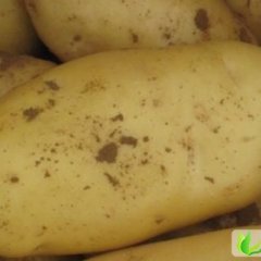 2013年河北围场土豆，荷兰十五行情信息