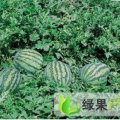 湖北钟祥市地雷瓜：官庄湖唐开圣