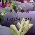 本地西瓜现已上市 欢迎前来收购