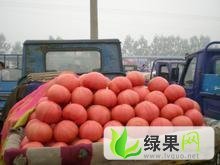 江苏丰县以色列西红柿：丰县范周进文