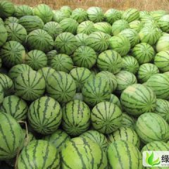 丰抗8号 金城5号金花1号 郭城扎子塬 孙柏