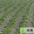 宁夏硒沙瓜