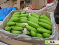 广西西乡塘巴西香蕉：坛洛镇马生