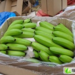 广西西乡塘巴西香蕉：坛洛镇马生