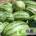 内蒙古库伦旗花皮无籽：库伦六任大伟