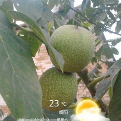 陕西彬县野生核桃：底店乡赵先生