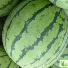 黑龙江北林京欣：红旗西王颖