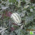 山东惠民京欣，白花皮：姜楼新唐村 唐磊