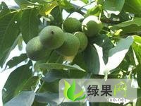 陕西大荔青皮核桃：范家镇党赵锋