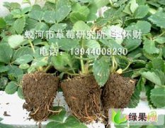 蛟河草莓生产穴盘苗开始预订，品种齐全，价格优惠