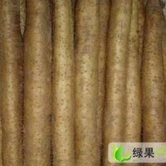 河北清苑麻山药：东吕乡张新军