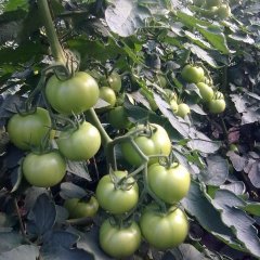 内蒙古喀喇沁旗齐达利：大庙村刘景民