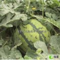 内蒙古土默特左旗麒麟西瓜：（呼和赵会顺