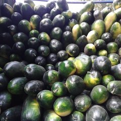 河南修武子弹头黑皮冬瓜：河南焦张文涛