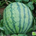 安徽临泉8424西瓜：光明路 于明