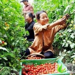 河南浚县圣女果：善堂镇徐茂盛