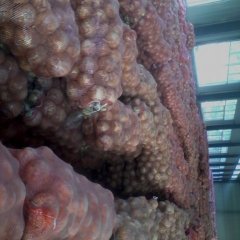 江苏丰县圆葱（卡木一）洋葱：首