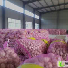 江苏丰县黄皮洋葱：首羡镇董保冬