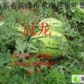 山东东明，龙卷风，绿子秀，冠龙，大量上市了！！
