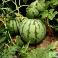 河南扶沟花皮无籽，黑皮无籽已经大量上市尚村