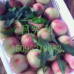 山东安丘仓方早生：兴安街吕宪利